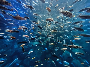 An engaging arcade-style fishing game with bright underwater graphics.