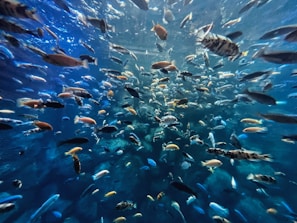 A vibrant animation from one of Fish House’s apps showing a fish swimming across the screen.