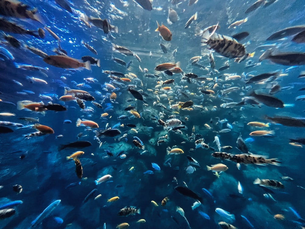 Un banco de peces nadando en el océano