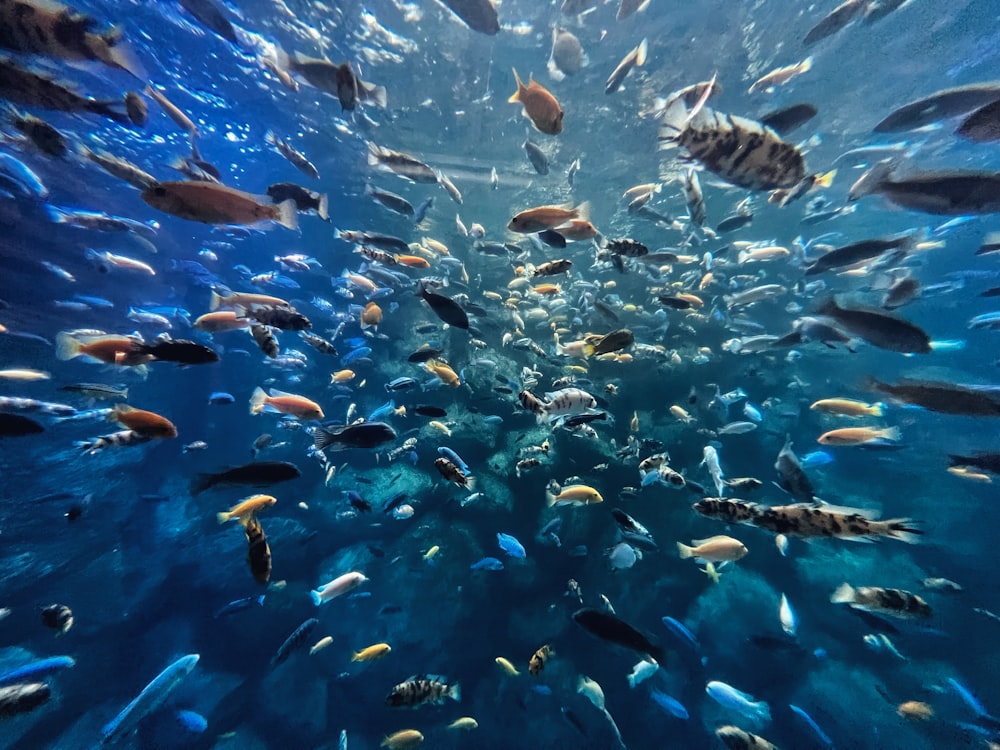 a school of fish swimming in the ocean