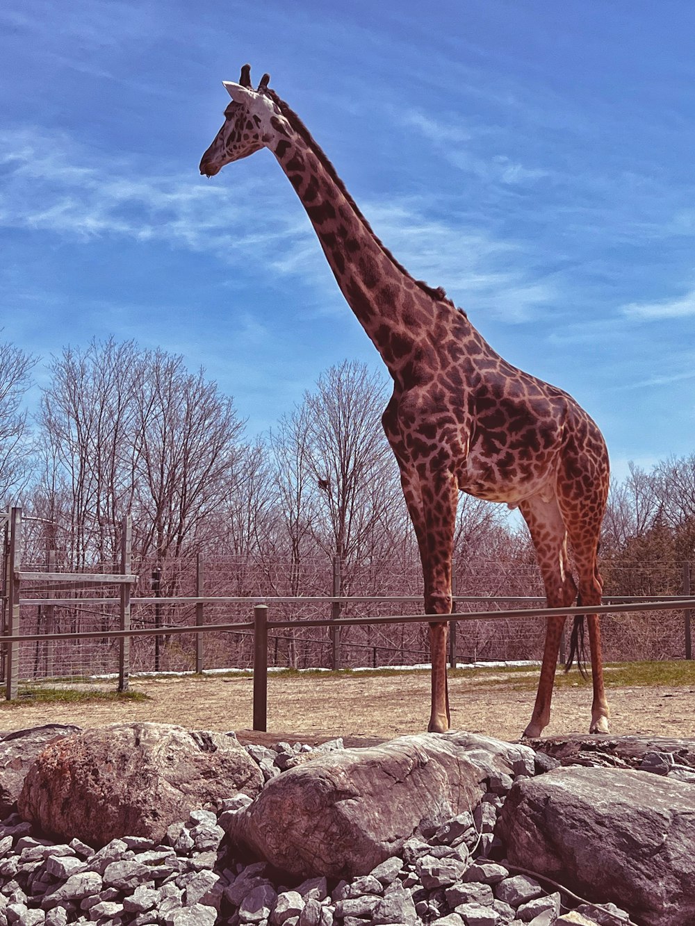 a giraffe standing in a zoo exhibit