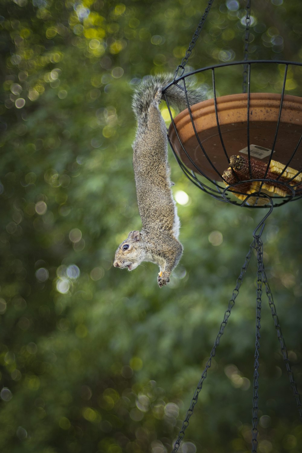 un écureuil mangeant dans une mangeoire à oiseaux