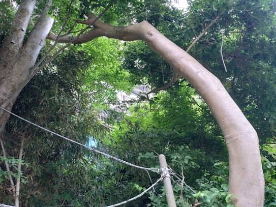 A lush, green forest area featuring a large, prominent tree with smooth bark that arches over other foliage. Power lines are visible in the foreground, stretching from a wooden post and blending into the natural surroundings.
