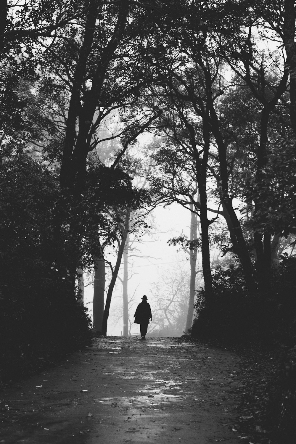 a person walking on a path in a forest