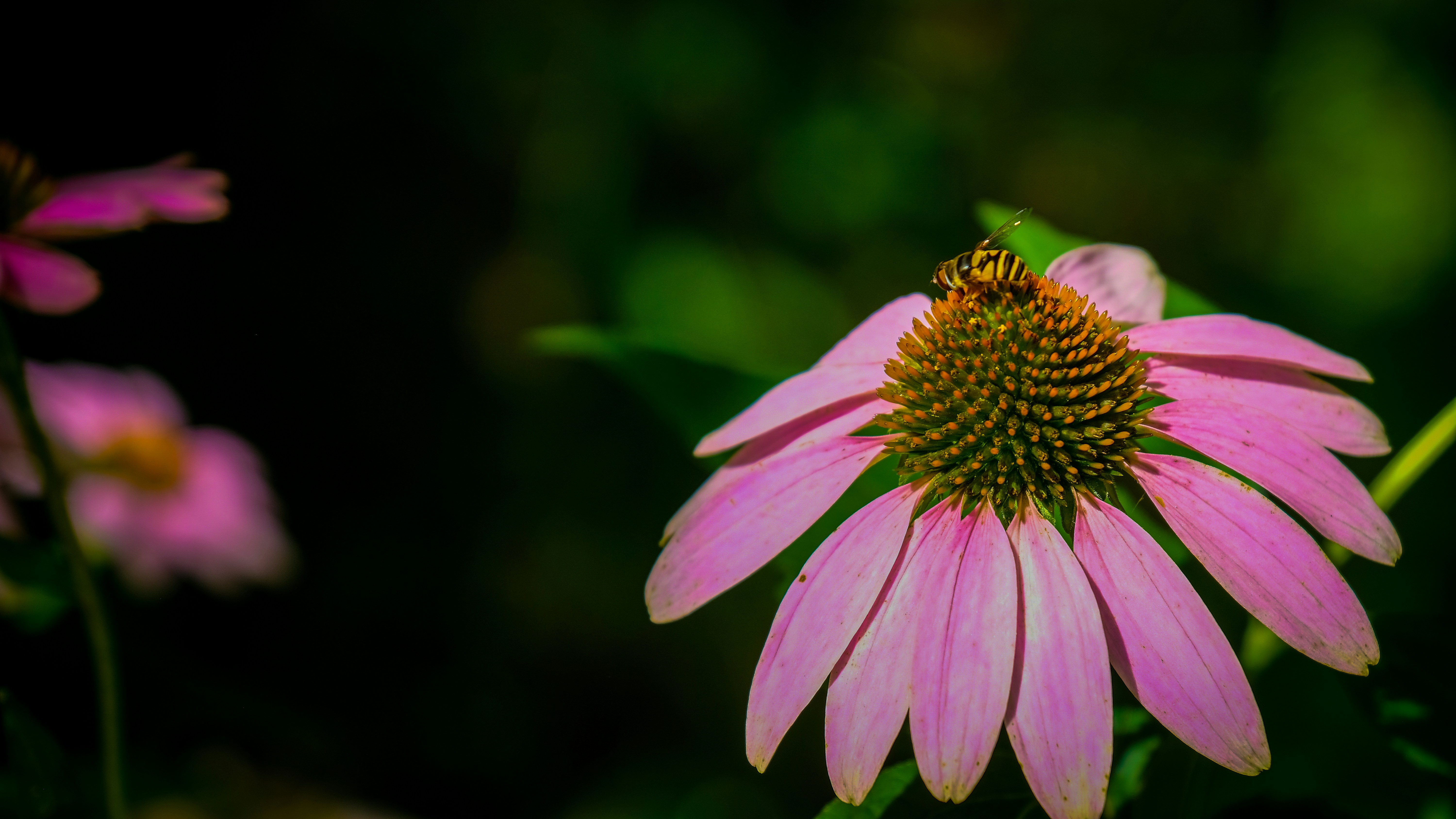 Photo by pau1inephotography