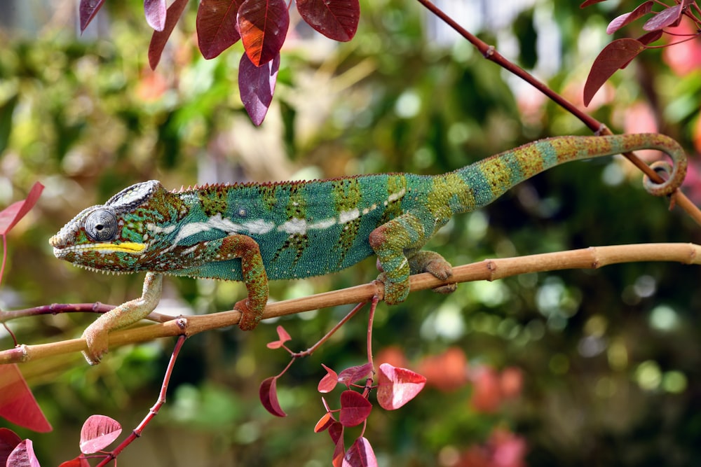 a lizard on a branch