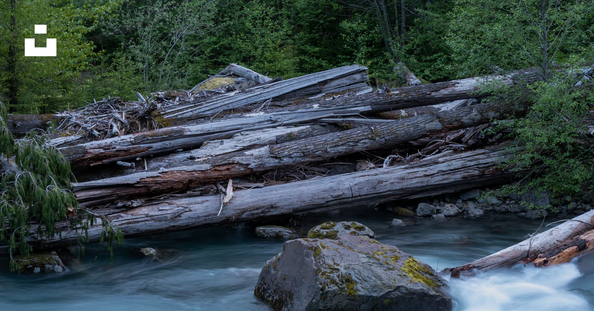 Log Bridge Science A river with a log bridge photo – Free Forest Image on Unsplash
