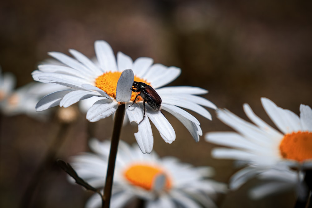 a ladybug on a flower