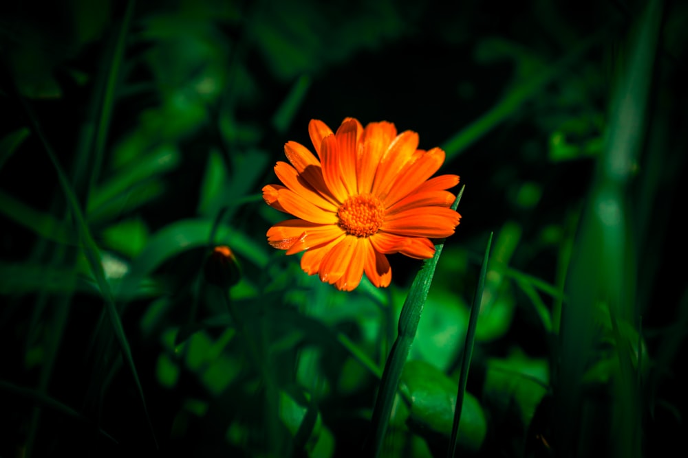 a flower in a field