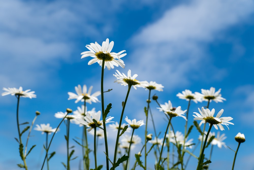 a group of white flowers