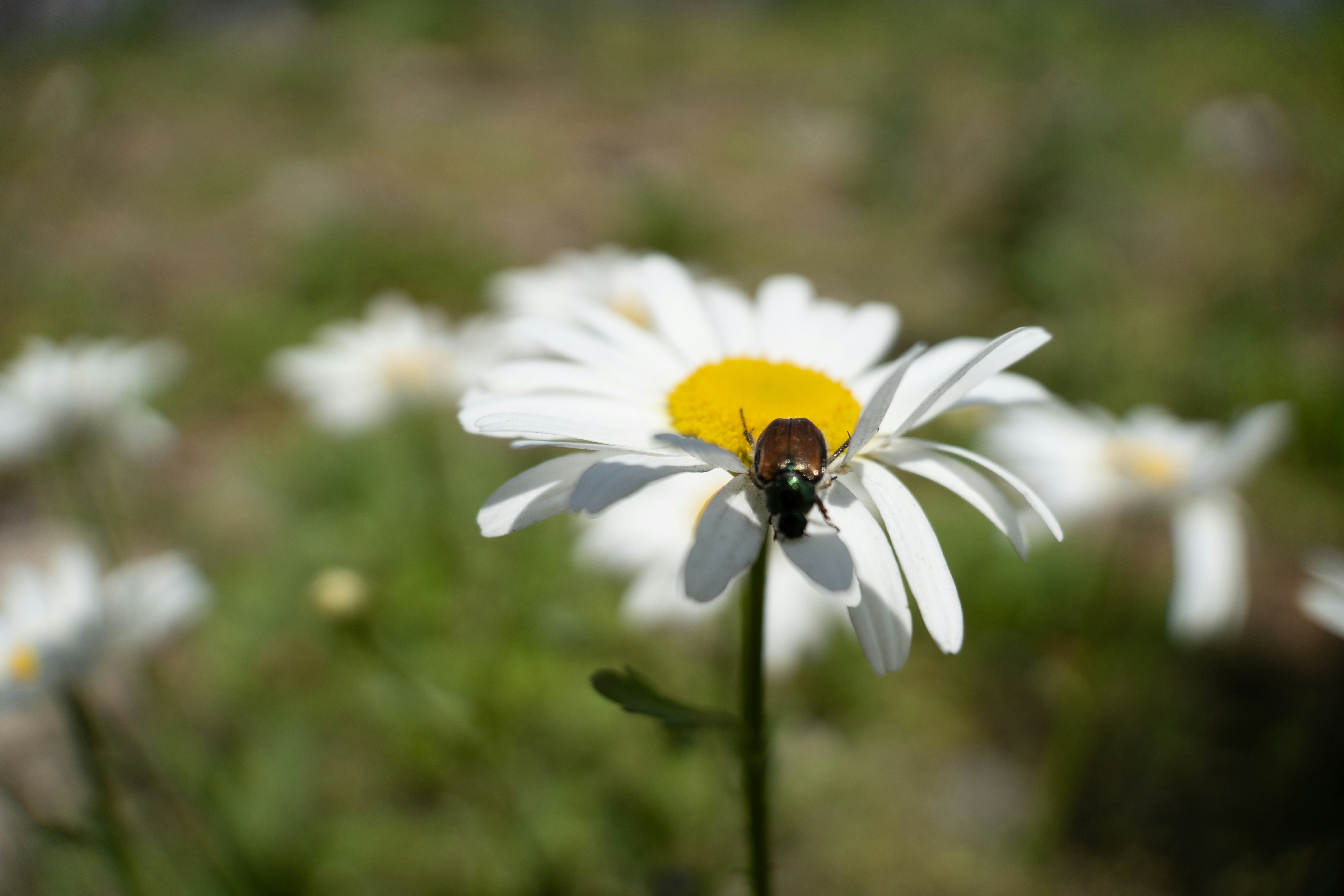 Building Beetle-Resistant Landscapes (image credits: unsplash)