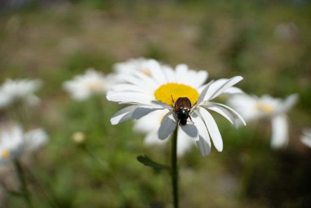 a bee on a white flower