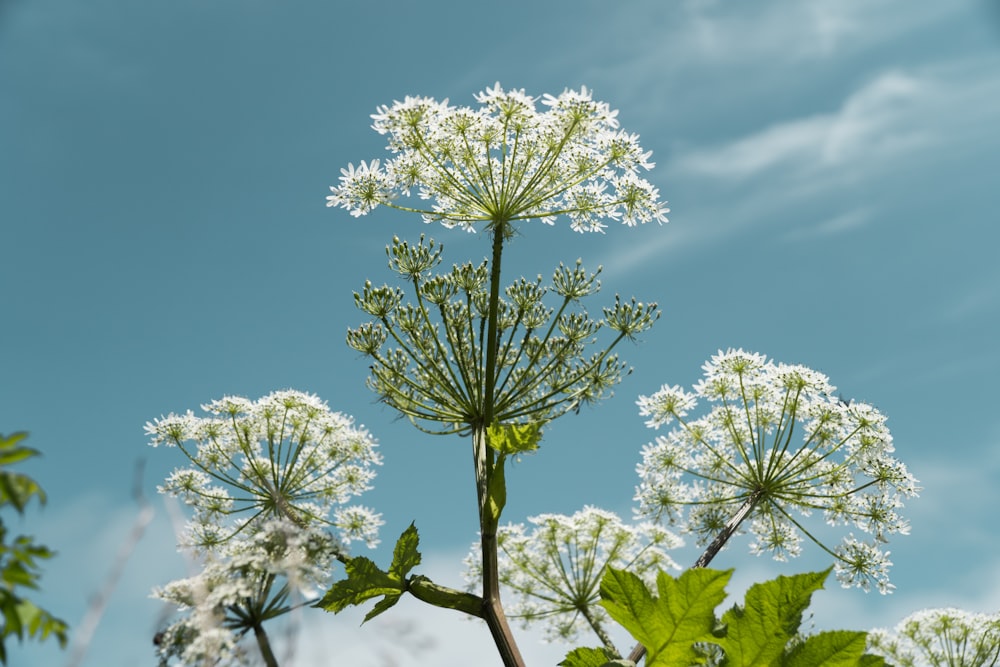 a tree with white flowers