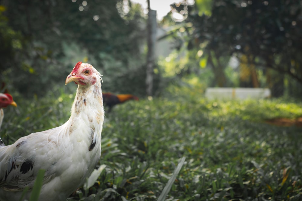 a bird standing in a garden