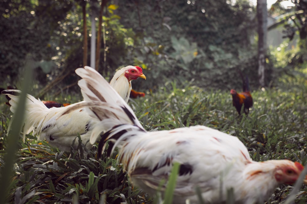 a white bird with a red beak and a white bird on its back