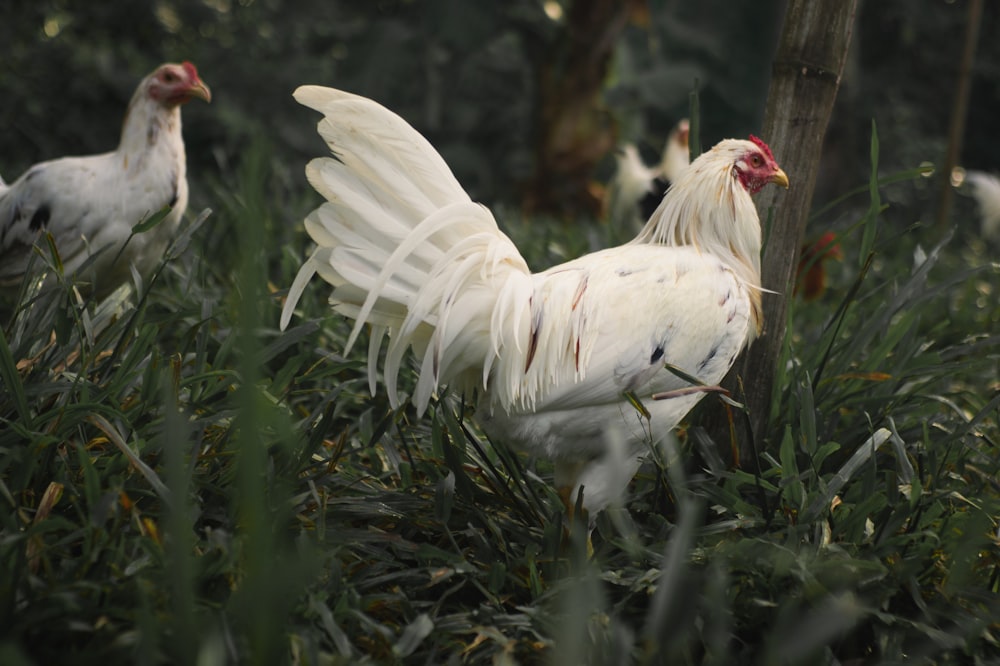 a group of chickens in a forest