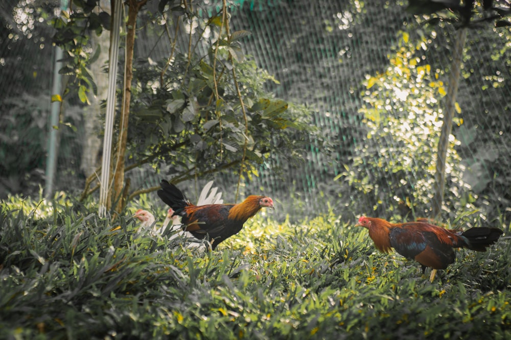 a group of chickens in a garden