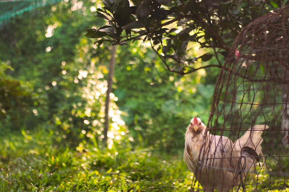 a chicken in a cage