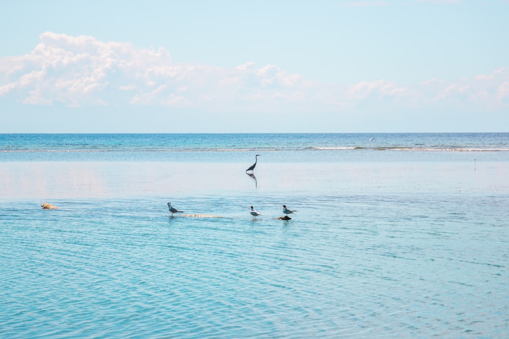 birds swimming in the water