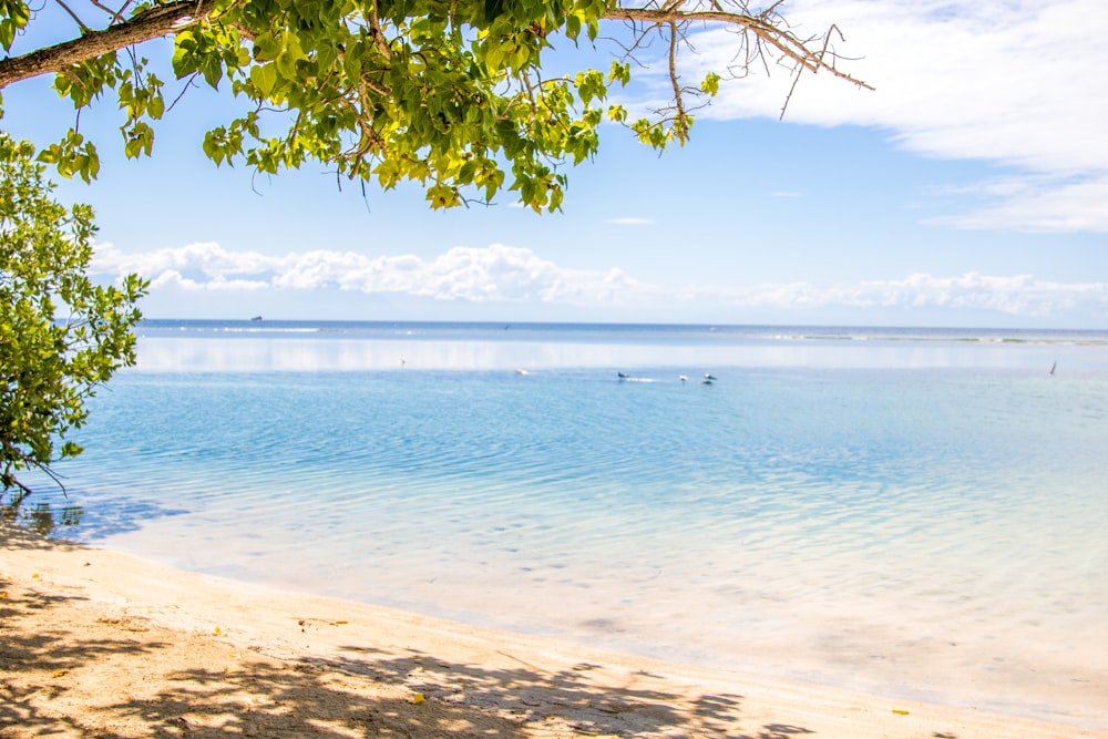 a beach with a body of water