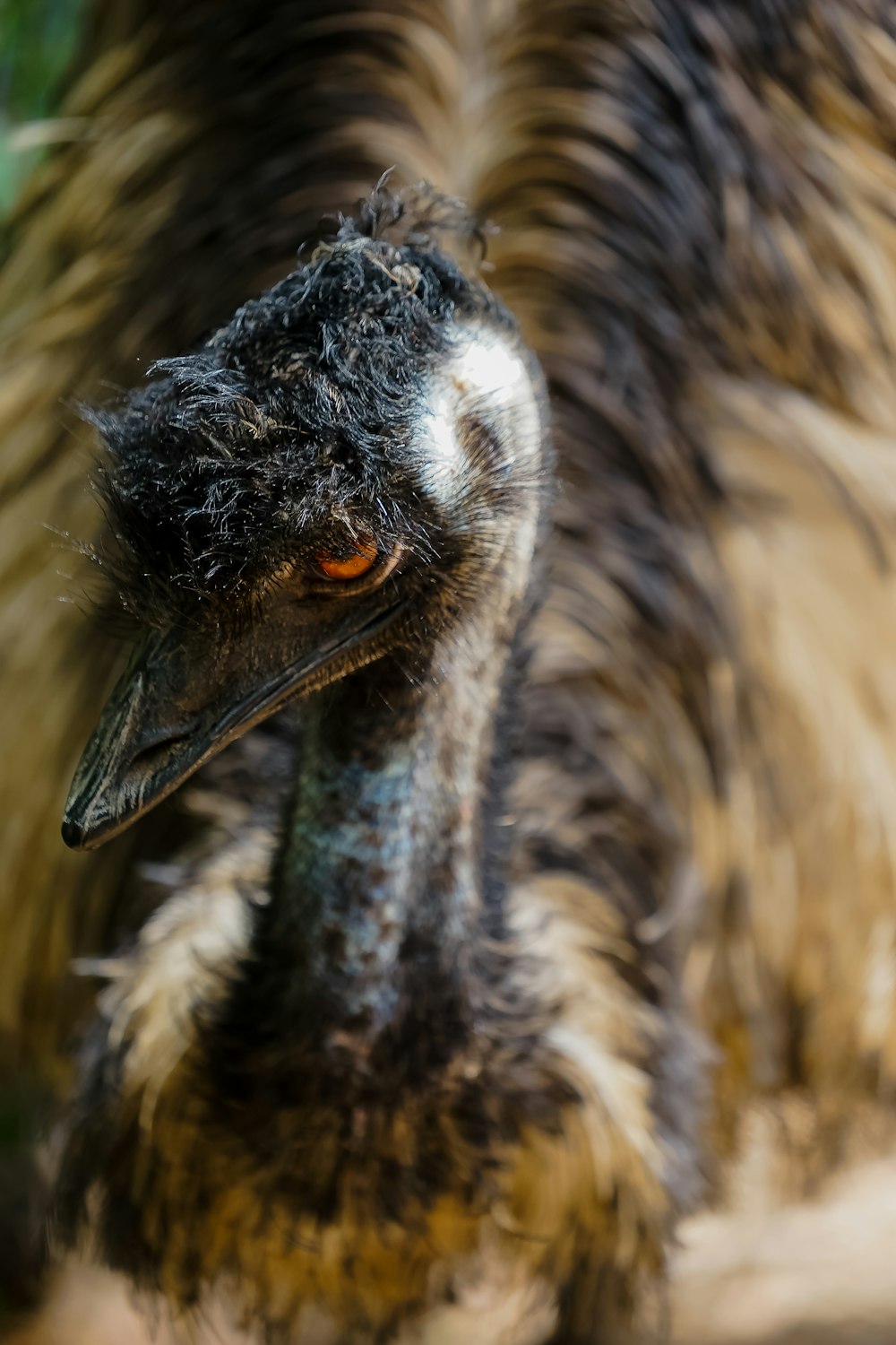 a bird with a long beak