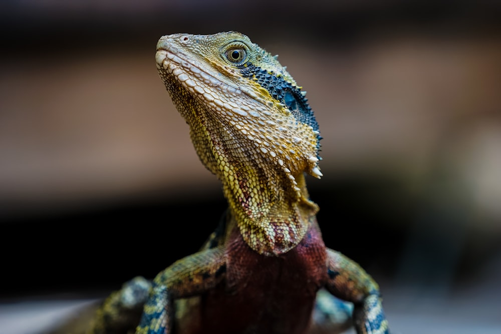 Un lagarto con una cabeza azul y amarilla