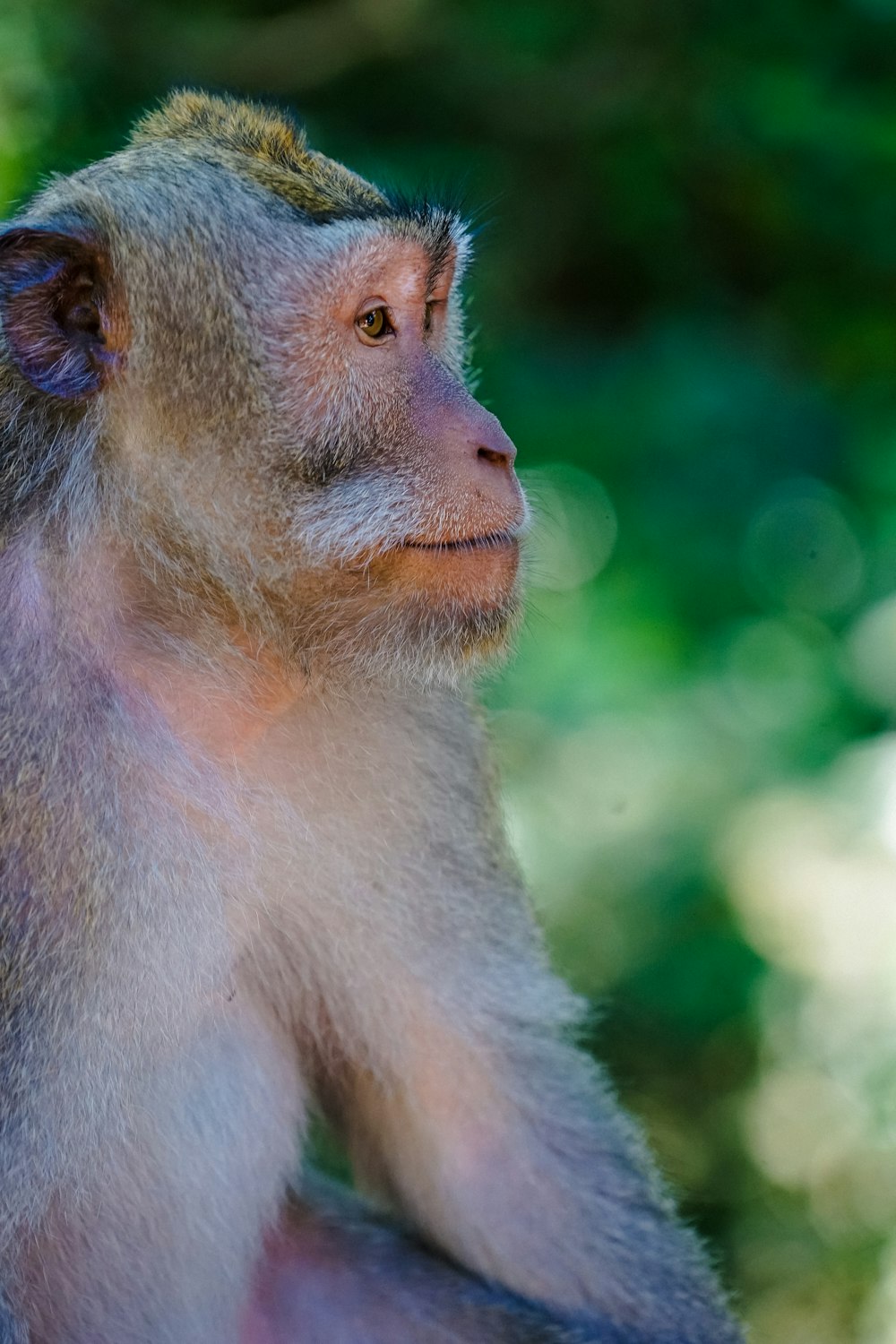 a monkey looking at the camera