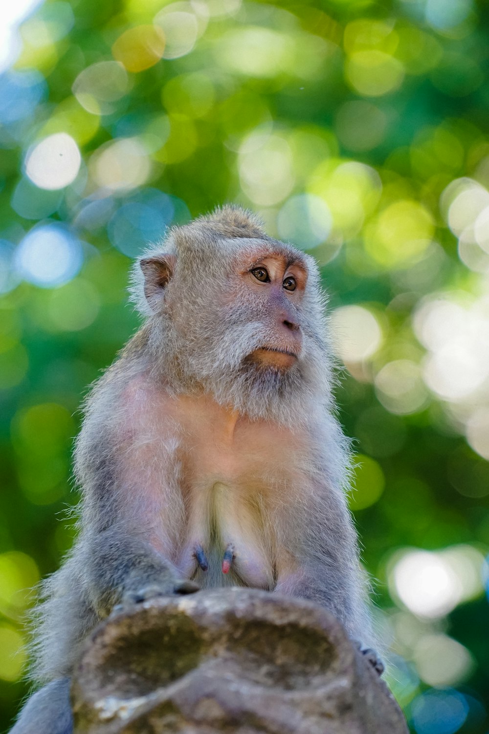 una scimmia seduta su un ramo dell'albero