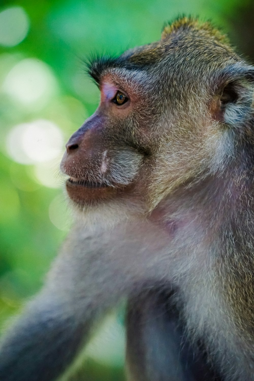 a monkey looking at the camera