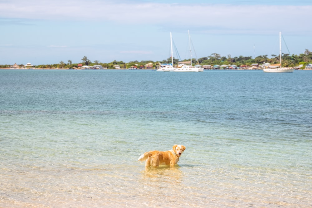 a dog sitting on a beach