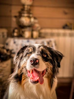 A joyful dog freshly groomed with a colorful bandana in a cozy vintage room.