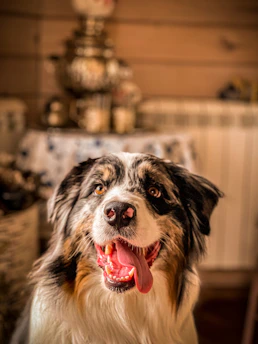 A happy rescued dog looking hopeful in a cozy home environment.
