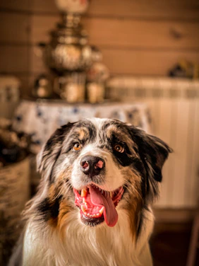 A cozy living room scene with a happy dog drinking water from an automatic pet fountain.