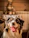 A joyful dog enjoying a natural meal bowl in a cozy kitchen setting.