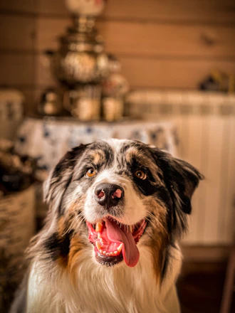 A happy dog wearing a colorful custom-made outfit sitting in a cozy home setting.
