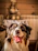 A happy dog enjoying a bowl of food with a cozy background.
