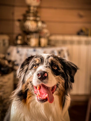 A joyful dog freshly groomed with a colorful bandana in a cozy vintage room.