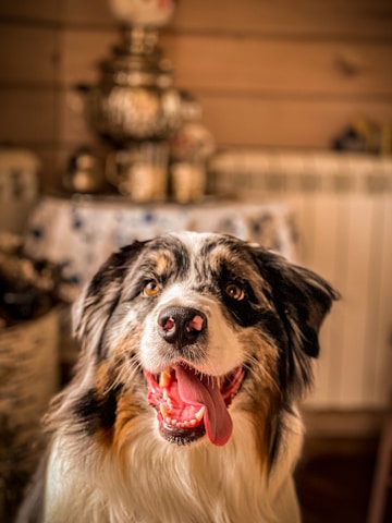 A warm, minimalist photo of a happy dog enjoying a natural snack in a cozy, earth-toned setting.