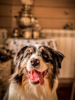 A happy dog with a fluffy coat and a pink tongue hanging out sits in a cozy indoor setting. The background includes a blurred view of a decorated table with a samovar or ornate kettle, adding a rustic charm.