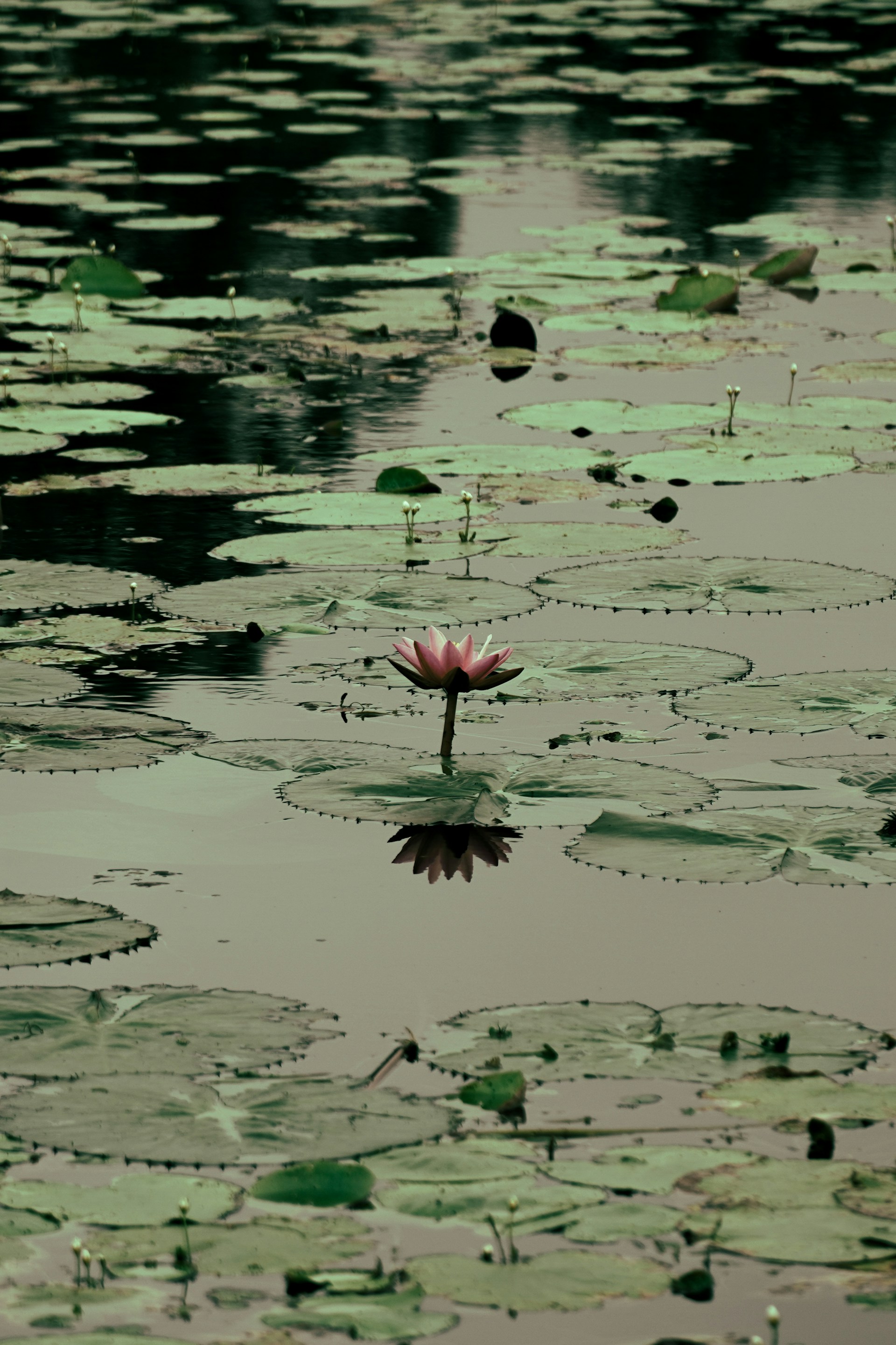 a couple pink flowers in a pond