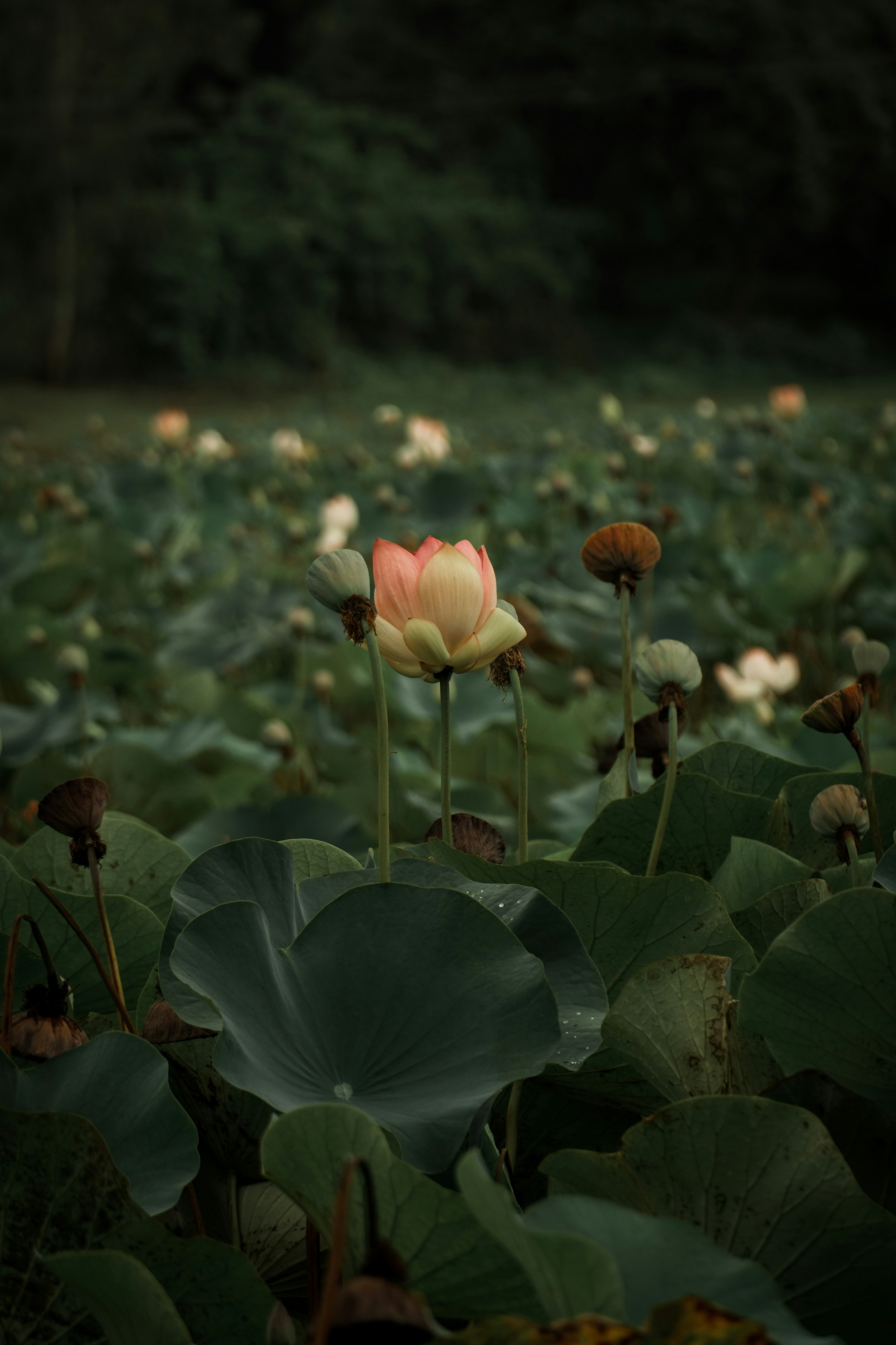 Photo by ashok_bravo