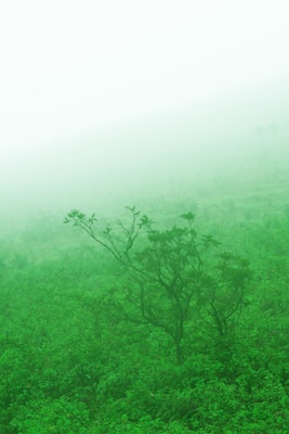 A dense, foggy landscape with lush green vegetation and a prominently visible tree in the foreground. The fog obscures the background, creating a mysterious and serene atmosphere.