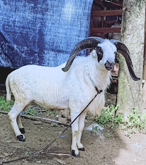 A white ram with large, curved horns is standing on a dirt ground. The ram is tied to a rope attached to a nearby tree. There is a blue textured cloth hanging in the background, and some greenery and wooden structures are visible around it.