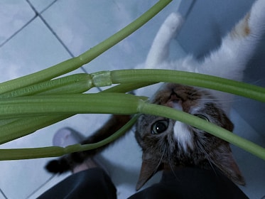 A curious cat exploring a cozy, plant-filled corner of a home.