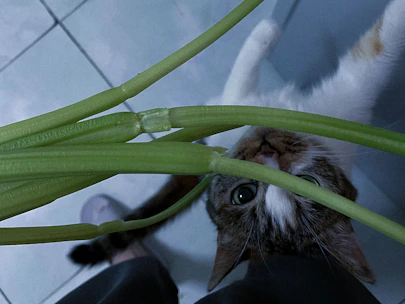 A curious cat exploring a cozy home environment with plants.