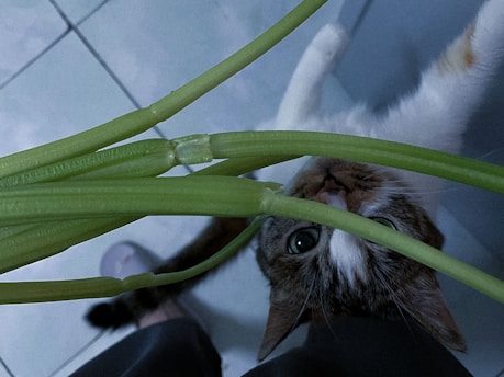 A curious cat peeks through tall green plant stalks on a tiled floor, with part of a person's leg visible in the background.