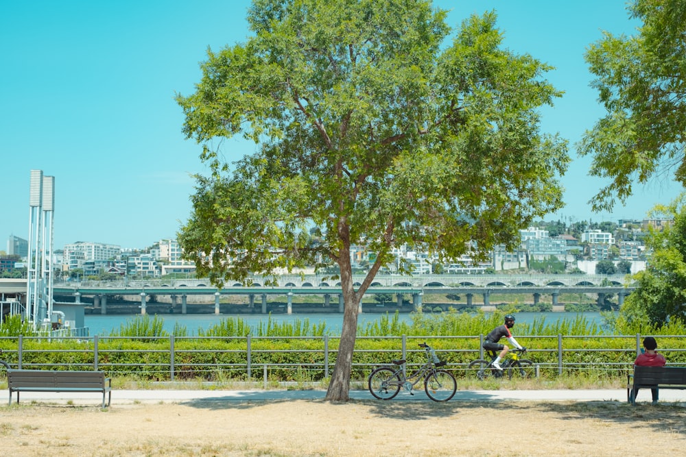 a couple of people sit on benches by a tree