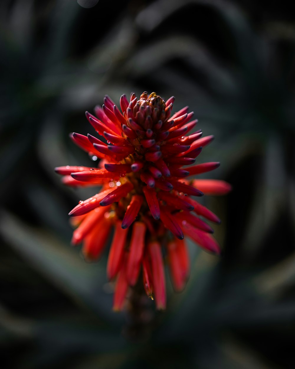 uma flor vermelha com um fundo preto