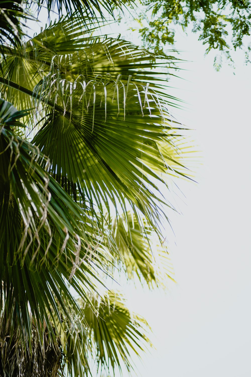 a group of palm trees next to a tree