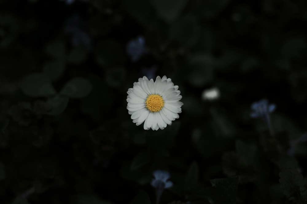 a white flower with yellow center